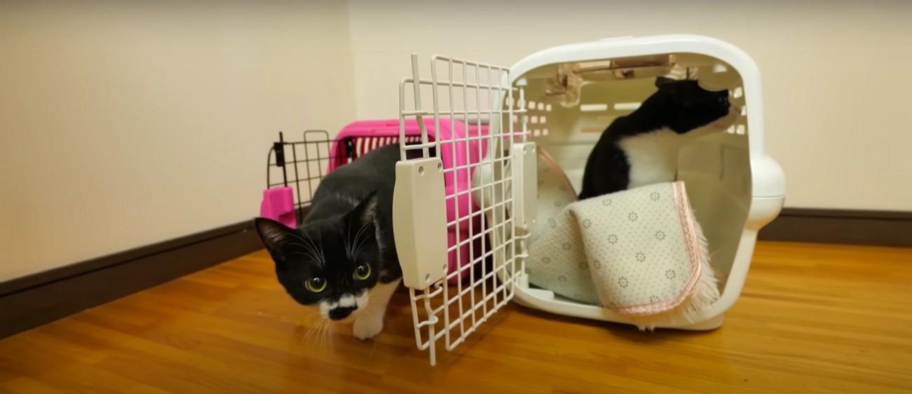 キャリーバッグの中の2匹の猫%%初めての場所に戸惑いつつも