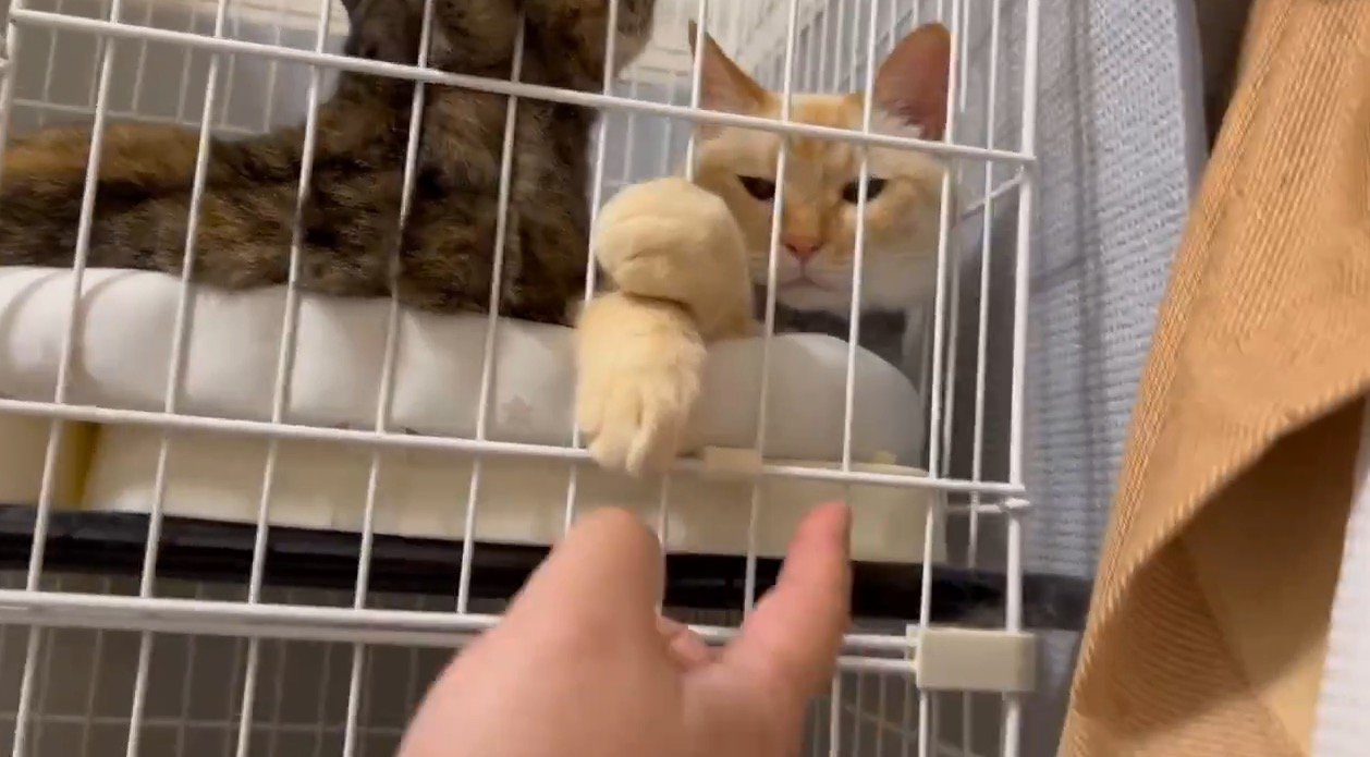 猫の前足に近づく撮影者の指