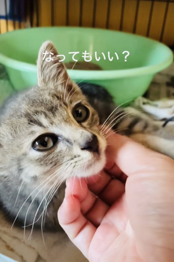 ケージの中でママに顎を撫でられる子猫