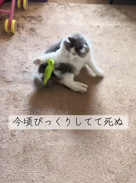 しっぽのぬいぐるみに数発パンチする猫