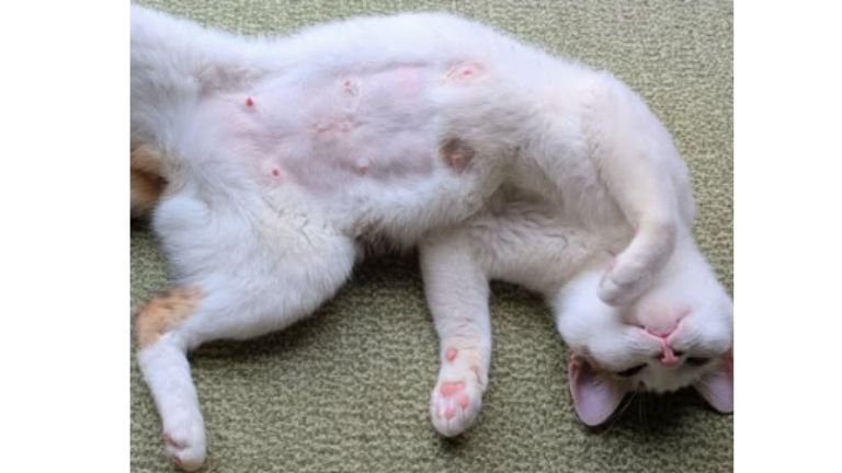 寝転がる猫