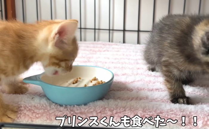 ドライフードを食べる茶トラ猫