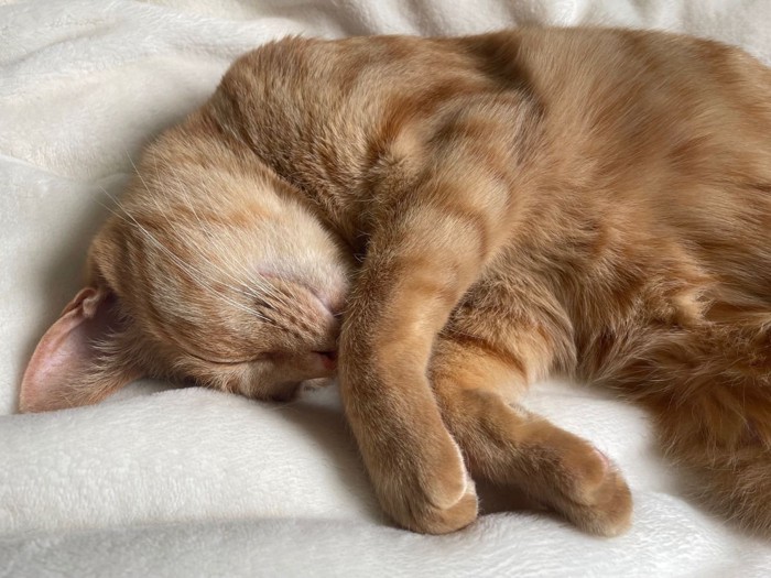 熟睡している猫