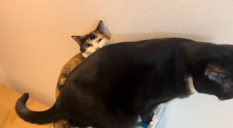 三毛猫の上に座ろうとする猫