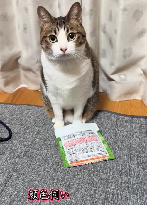 上目遣いで見つめる猫