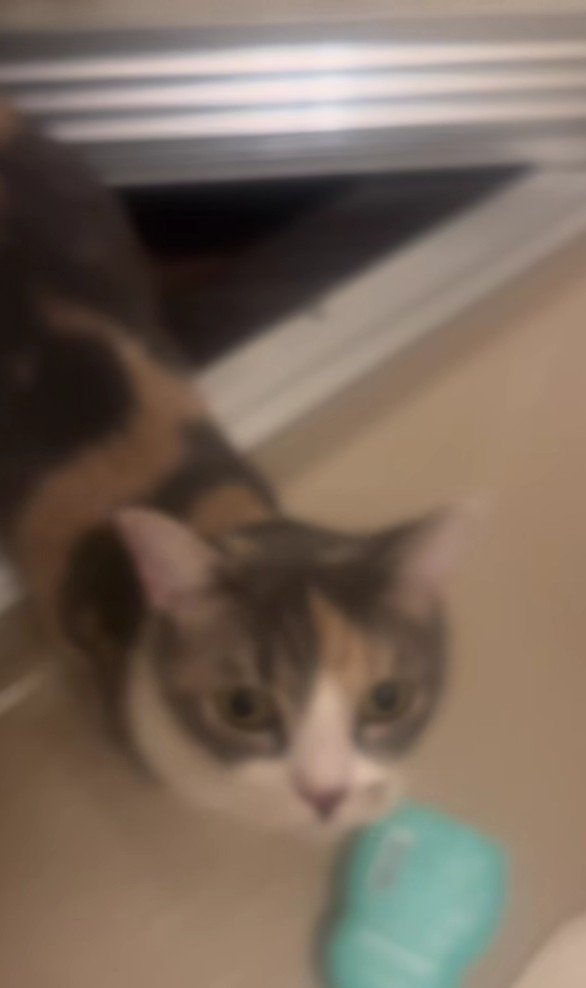 お風呂場に入ってきた猫