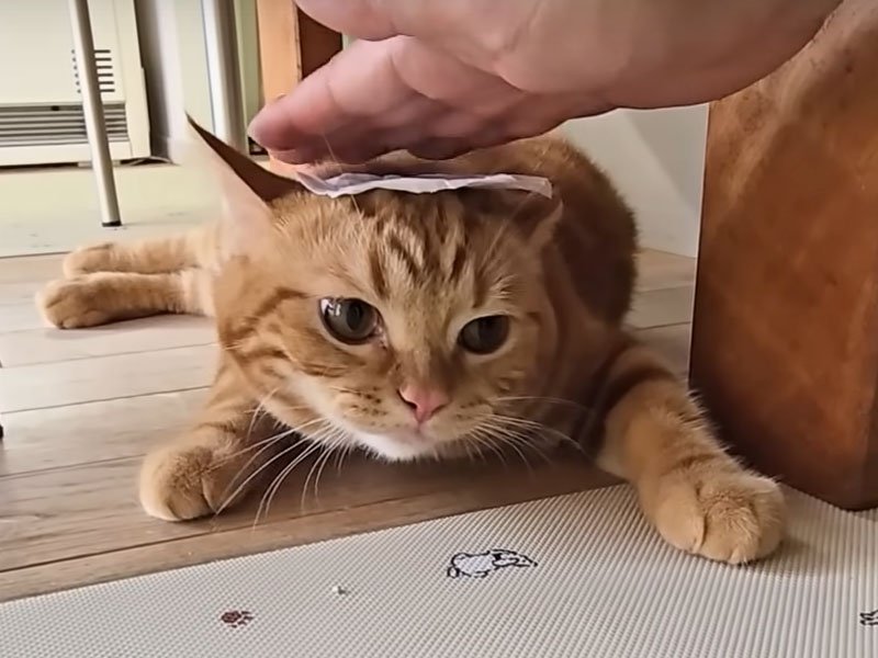 嫌そうな顔の猫