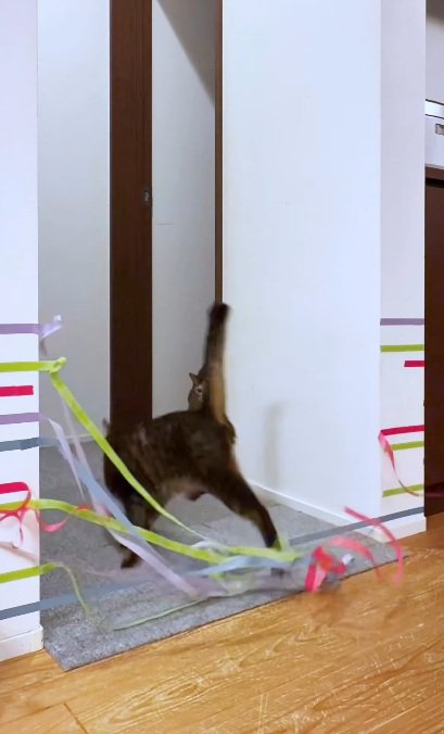 家の中に張ってあるテープをやぶいて通る猫