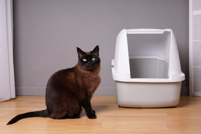 ドーム型トイレと黒猫