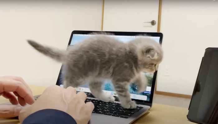 パソコンのキーボードの上に乗る子猫