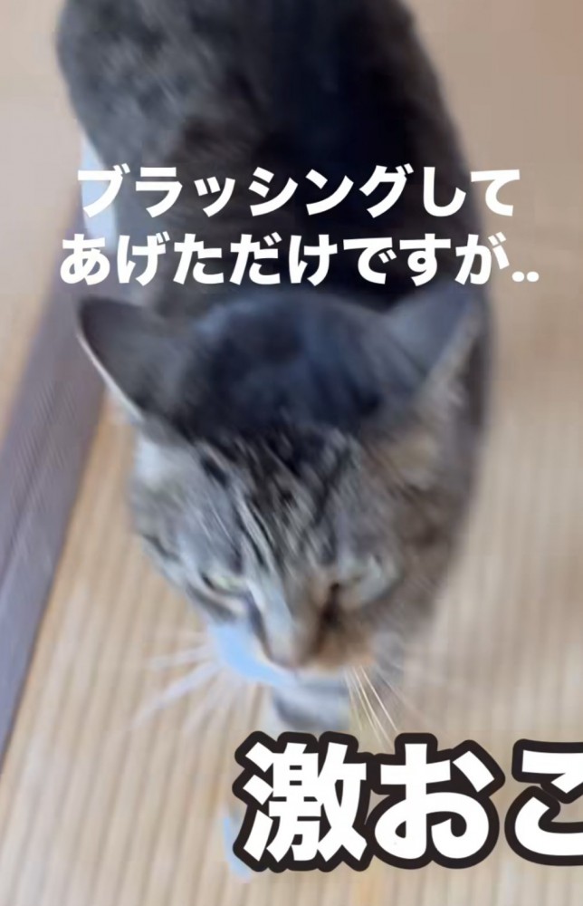 「ブラッシングしてあげただけですが...」のテロップ写真