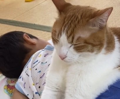 子供の上に乗る猫（目を瞑る猫）