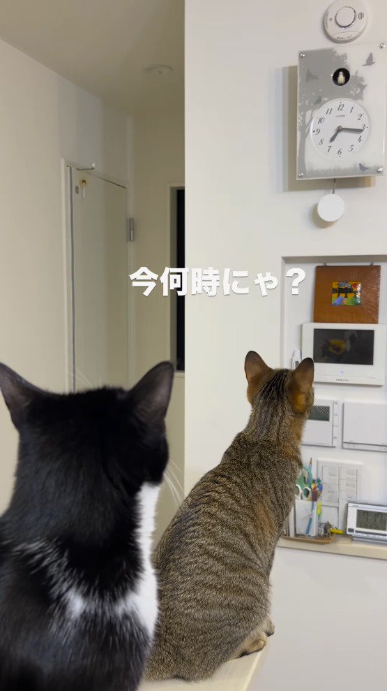 棚の上に乗って時計を見つめる2匹の猫
