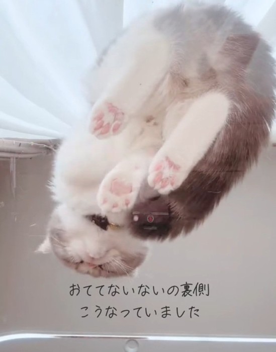 下から見たなぎくんの「おててないない」