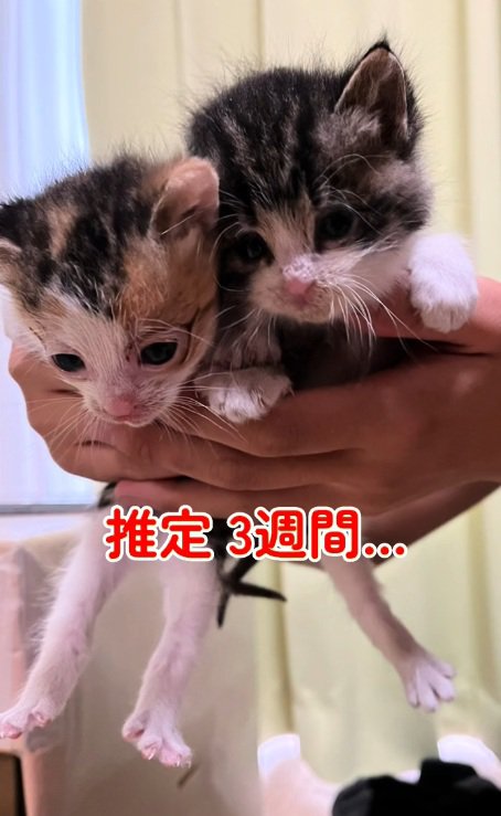 手で持ち上げられている2匹の子猫
