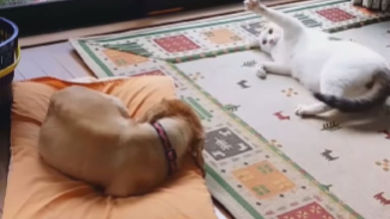 室内にいる猫と犬