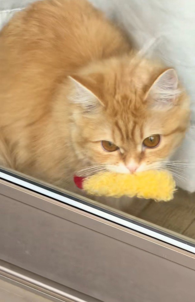 エビフライをくわえた窓辺の猫(アップ)1