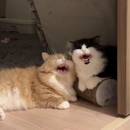 口を半分ほど閉じた2匹の猫