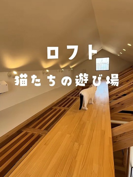 ロフトを歩く猫