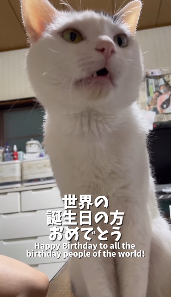 何かを見つめる猫