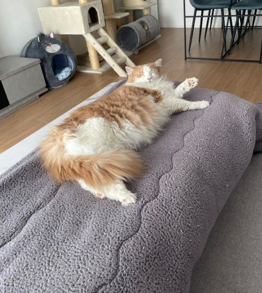 こたつの上でくつろぐ猫