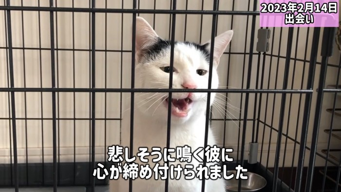 鳴いている猫