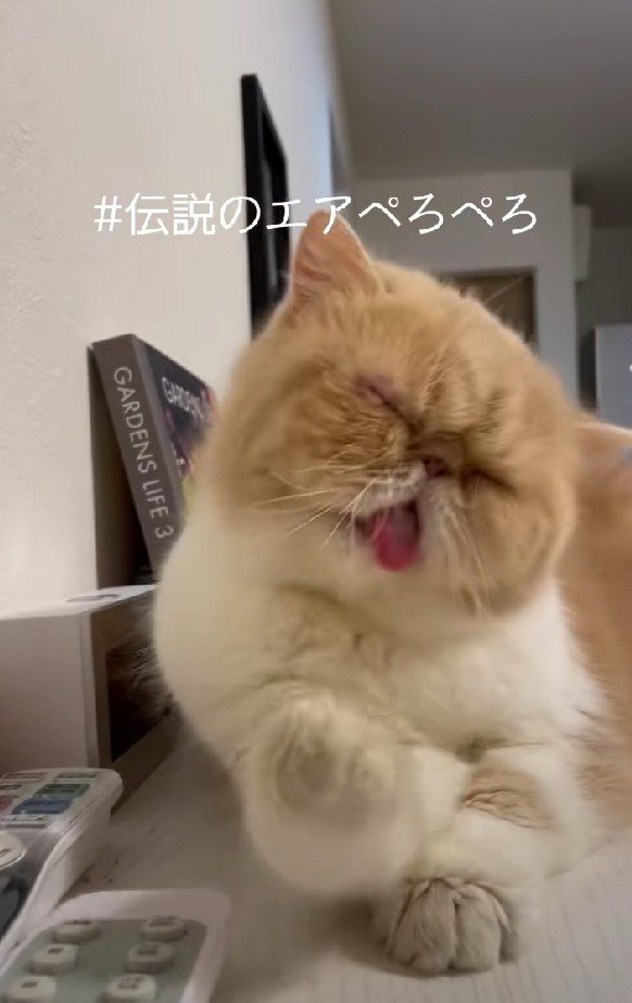 エアぺろぺろをするCoCoちゃん