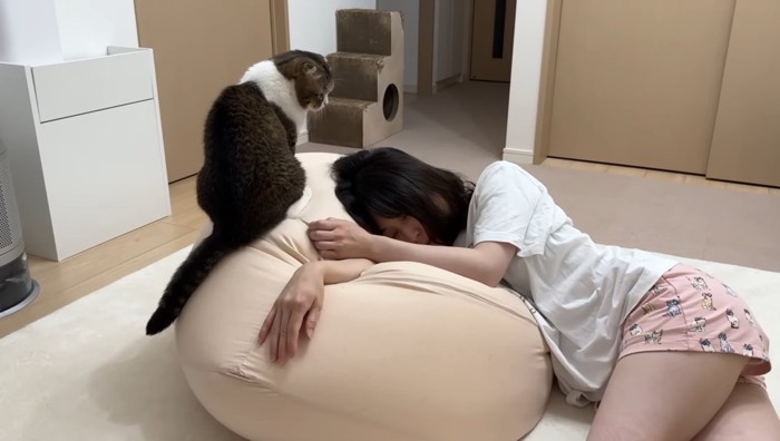 人を見つめる猫