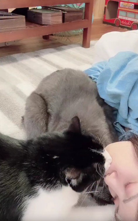 2匹の猫に甘えられる飼い主