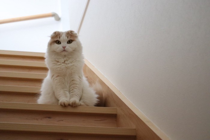 階段から見下ろす猫