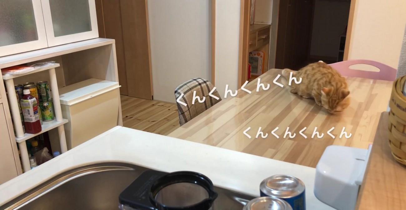 テーブルをくんくんするぷてぃこさん