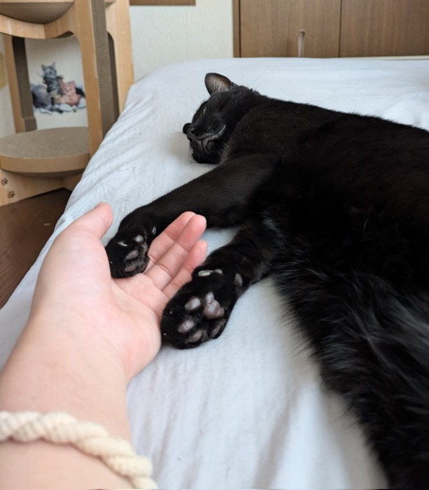 くつろぐ猫