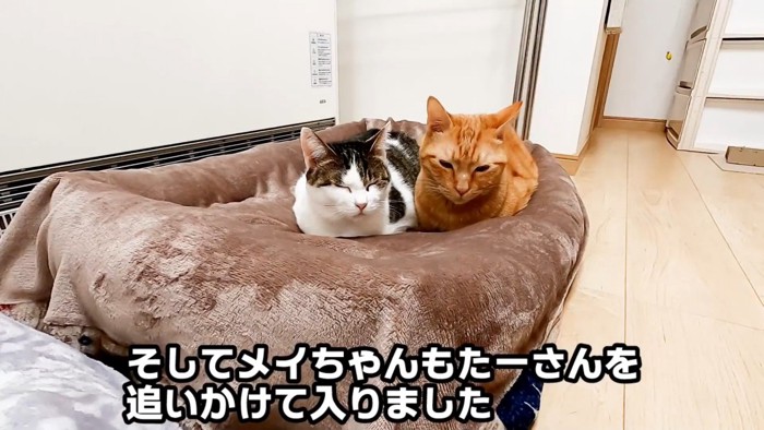 猫ベッドで寝る二匹の猫