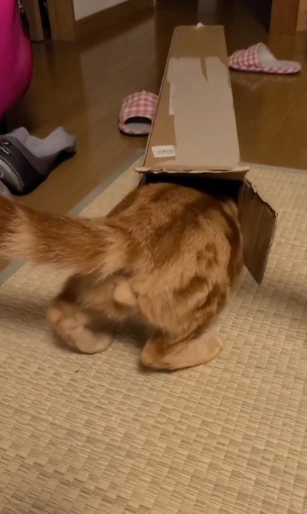 空き箱に入る猫