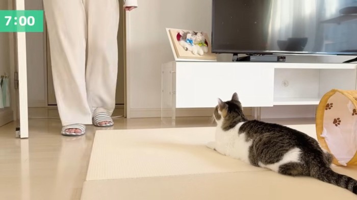 リビングに伏せている猫