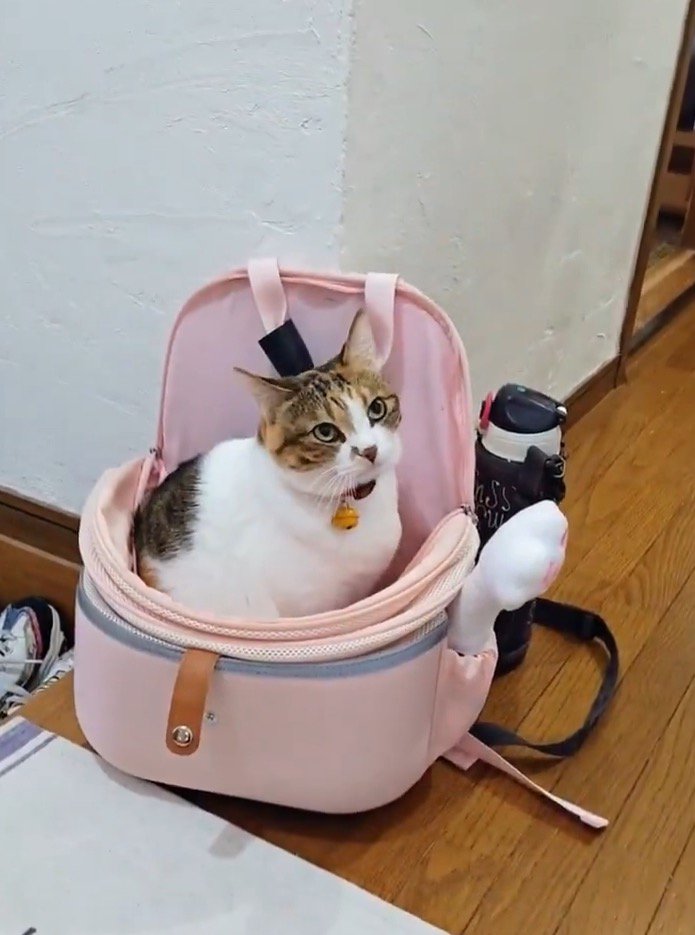 カバンの中に入って家族を見上げる猫