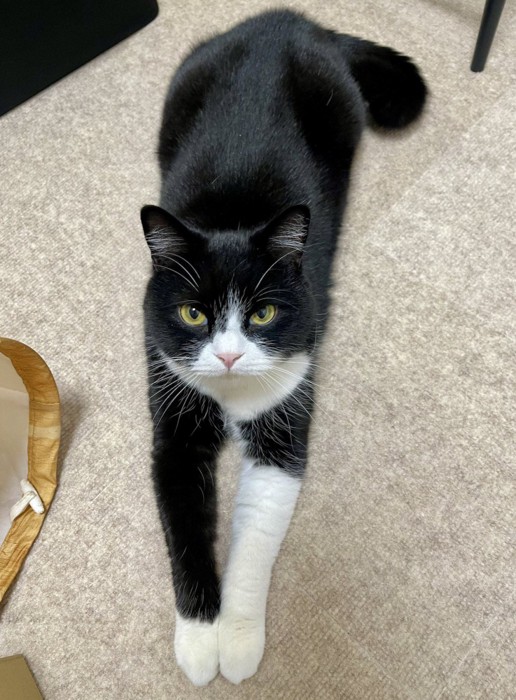 前足を伸ばして床に伏せる猫