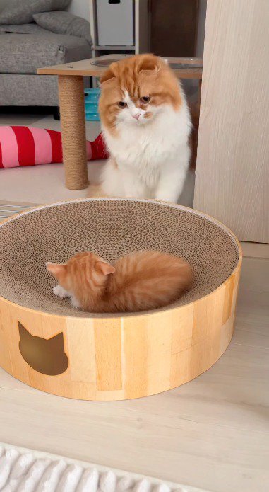 ダンボールのベッドに寝転がる子猫を見つめる成猫