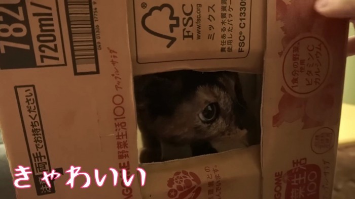 段ボールからのぞく猫