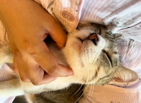 顎を撫でられている猫