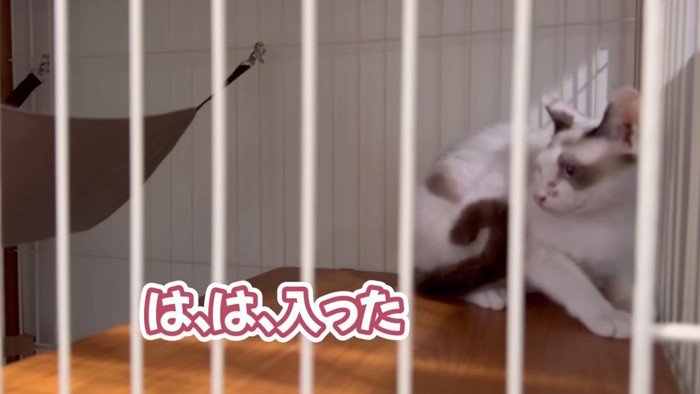 「は、は、入った」