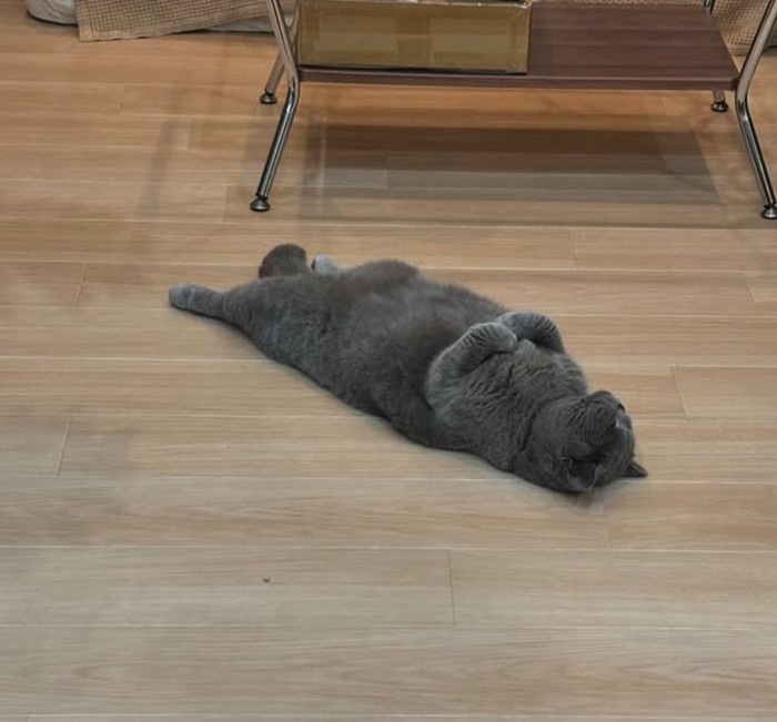 フローリングの上で仰向けになっているグレー猫
