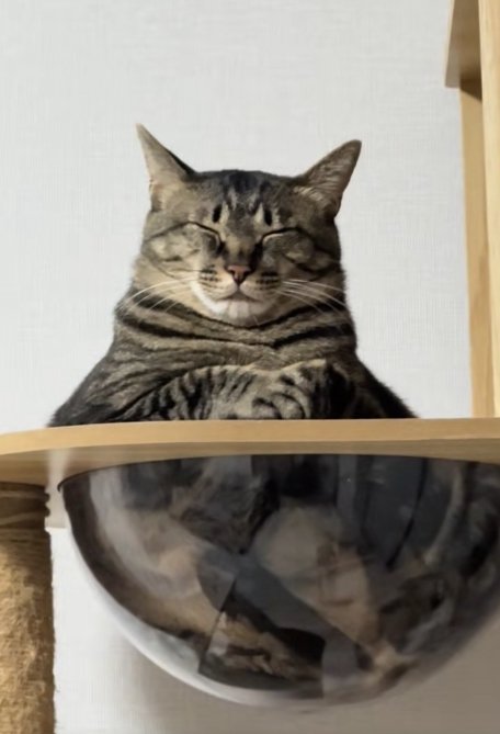 透明なボウルの中に入って目を瞑っている猫(アップ)