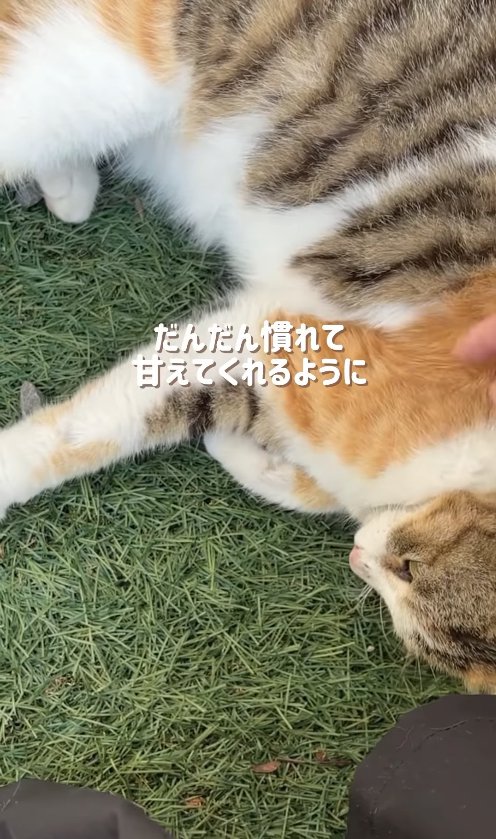 芝生の上で寝転ぶ猫