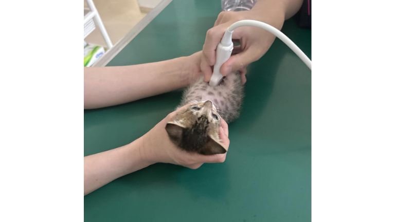 診察されている猫