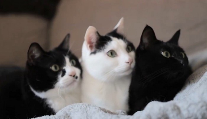 猫三匹（目線右向き）