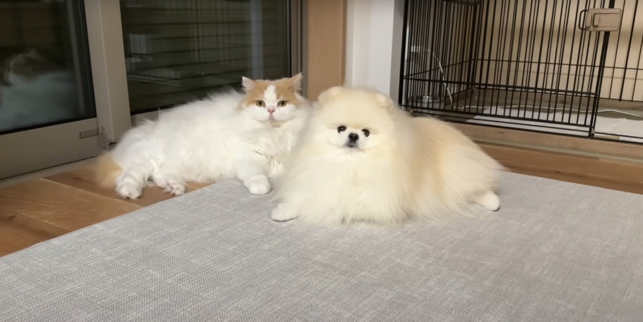 くっつく2匹（正面から）