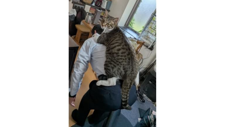 男性の背中に乗る猫