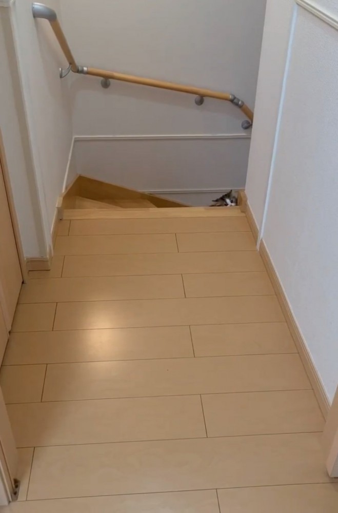 階段下から覗く子猫2