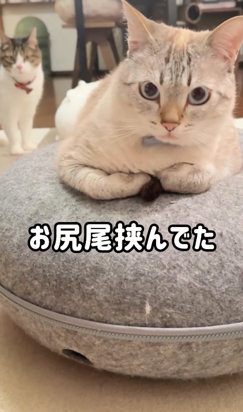 猫ベッドの上で香箱座りしている猫の背後にいるハチワレ猫